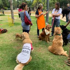 A Praça Nossa Senhora da Paz, em Ipanema, é ponto de encontro de animais de estimação e será local da microchipagem de domingo. Foto: divulgação / Subvisa