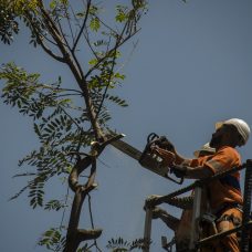 Garis podam árvore em Copacabana