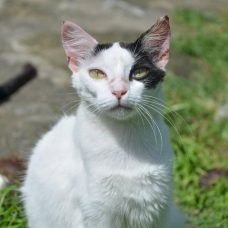 Unidade de Saúde Médico Veterinária, a ser inaugurada no próximo domingo no bairro do Flamengo, atenderá gratuitamente a cães e gatos. Foto: Subem divulgação