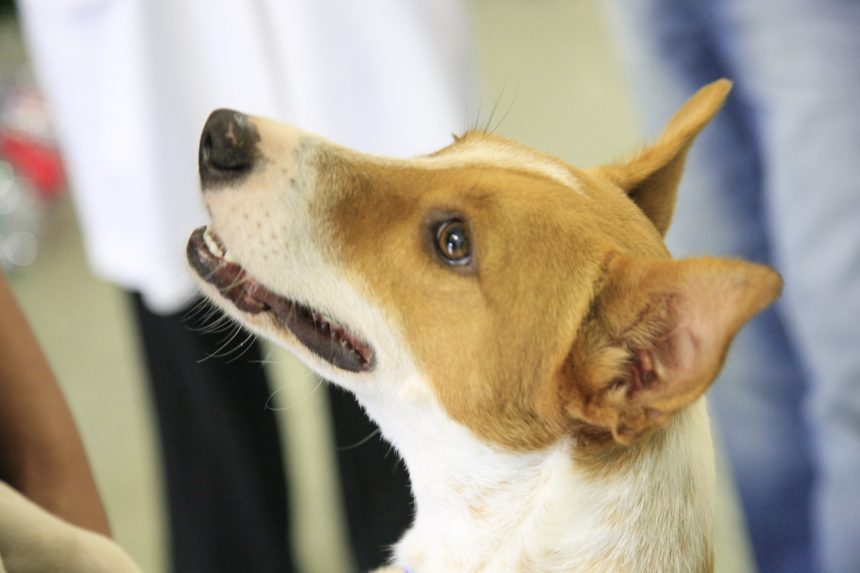 Prefeitura cria por decreto Conselho de Promoção e Defesa dos Animais