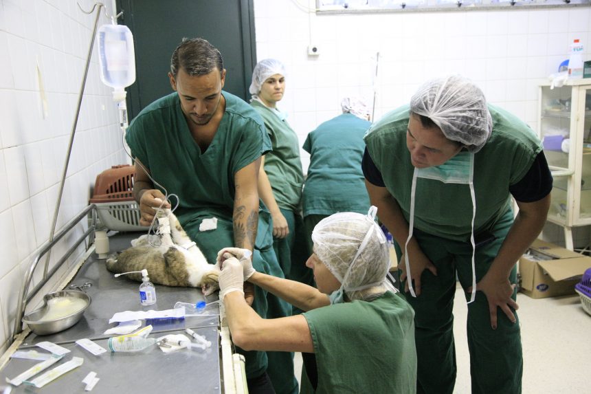 Veterinários atuam no Instituto Jorge Vaistman