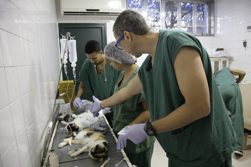 Prefeitura amplia serviço de castração gratuita para animais domésticos. Foto: Mariana Ramos