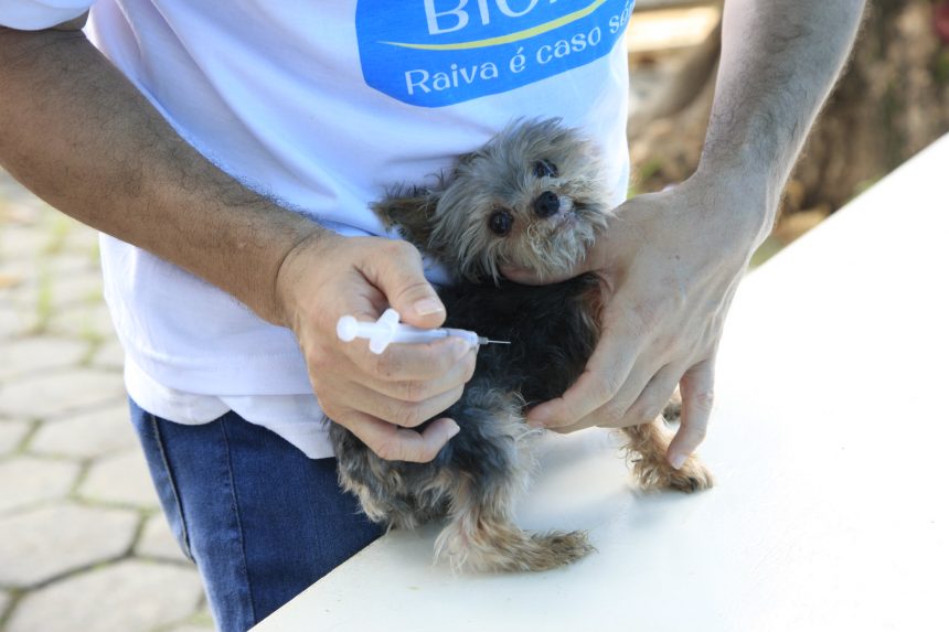 Cão é vacinado contra a raiva. Foto: divulgação / Prefeitura do Rio