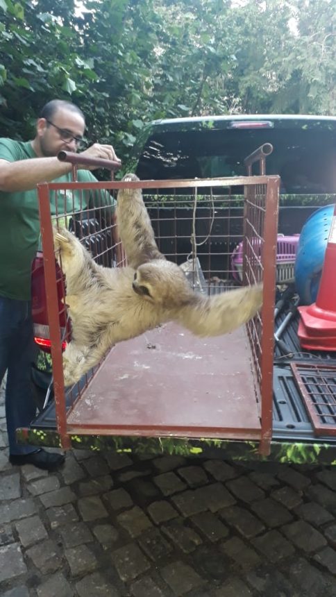 Bicho preguiça é resgatado por agentes da Secretaria de Meio Ambiente