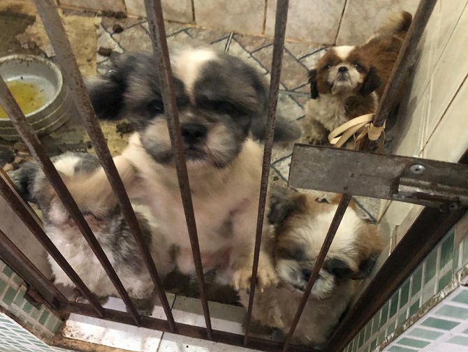 Cães confinados em espaços reduzidos e com sujeita: sinais de maus tratos e abandono em canil interditado pela Vigilância Sanitária. Foto: divulgação