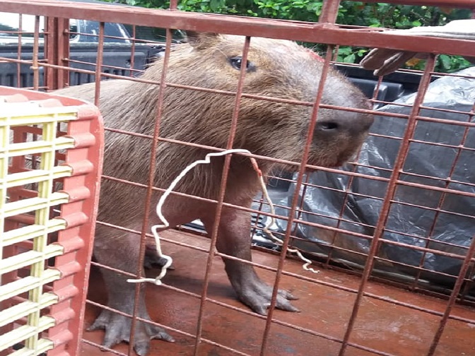 Capivara ferida foi resgatada por agentes ambientais da Prefeitura do Rip. Foto: divulgação