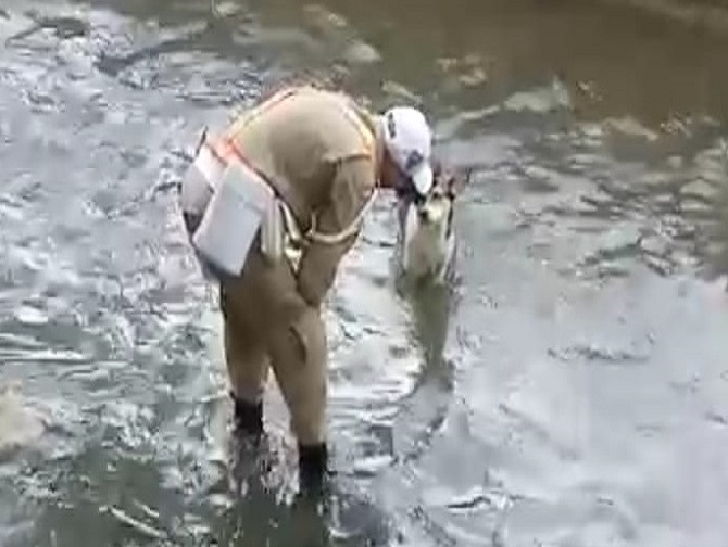 O guarda municipal se aproxima do cão que caiu dentro do Rio Maracanã para fazer p resgate. Foto: reprodução de vídeo