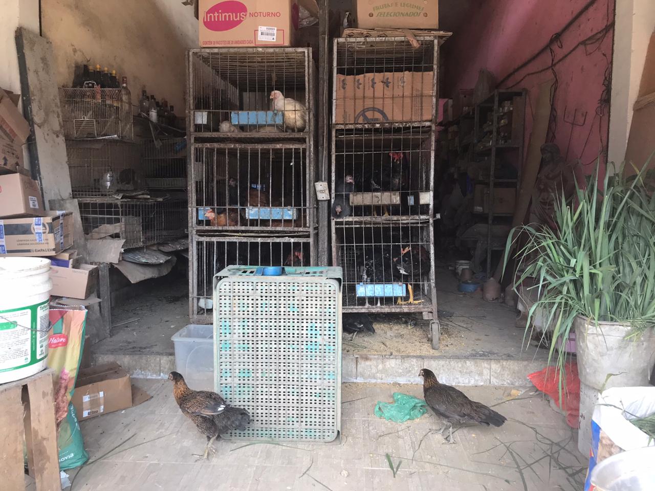 Loja fiscalizada em Guaratiba tinha animais com sinais de maus-tratos