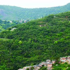 Sumaré em 2019, após mutirão de reflorestamento. Foto: Angela Meurer / divulgação