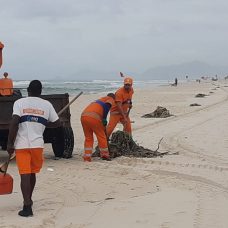 Garis da Comlurb retiram gigogas da areia da praia. Foto: divulgação