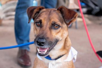 Nova unidade terá capacidade para atender gratuitamente cerca de 30 animais por dia. Foto: Subem divulgação