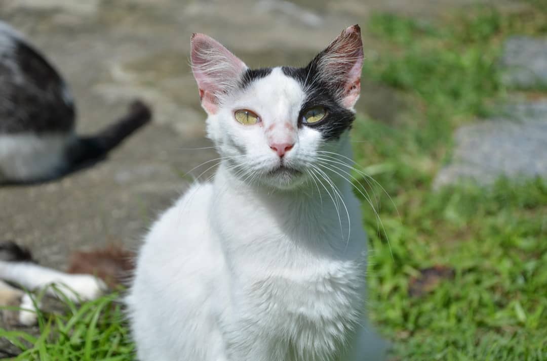 Unidade de Saúde Médico Veterinária, a ser inaugurada no próximo domingo no bairro do Flamengo, atenderá gratuitamente a cães e gatos. Foto: Subem divulgação