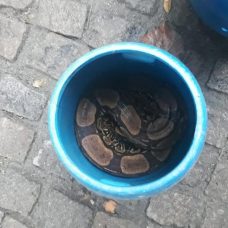 Cobra terá tratamento veterinário e será devolvida à natureza