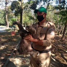 Animal estava saudável e foi solto Parque Natural Municipal da Catacumba