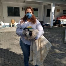 Os animais saudáveis foram devolvidos à natureza. Uma fragata e uma jiboia foram levadas para o CRAS
