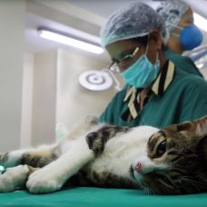 Cirurgias são feitas de segunda a sábado - dia exclusivo para até 100 felinos. Agendamento deve ser feito por e-mail