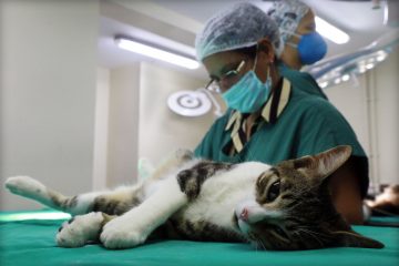 Cirurgias são feitas de segunda a sábado - dia exclusivo para até 100 felinos. Agendamento deve ser feito por e-mail