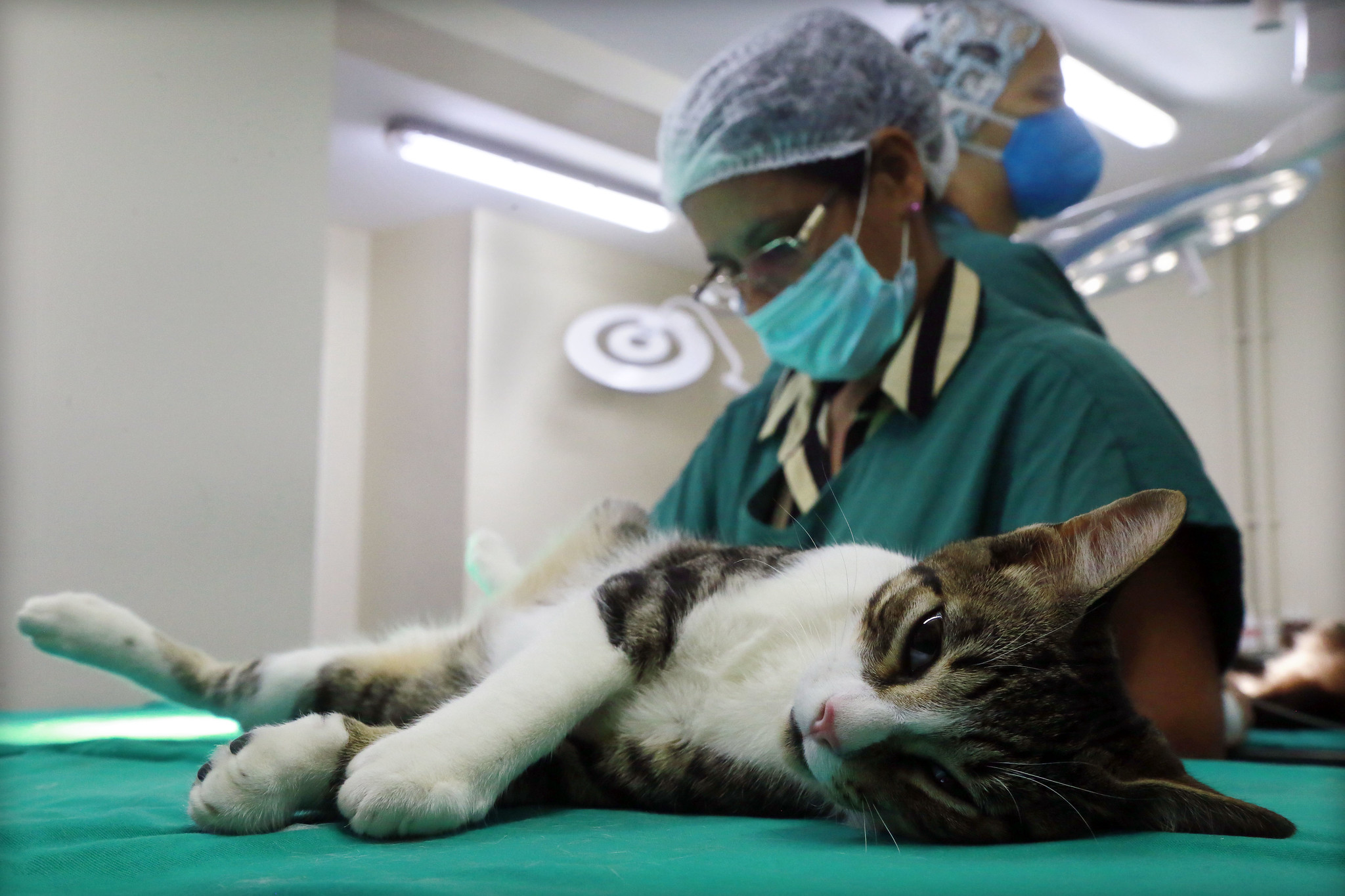 Cirurgias são feitas de segunda a sábado - dia exclusivo para até 100 felinos. Agendamento deve ser feito por e-mail