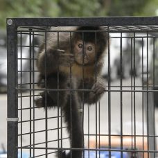 Entre os bichos, um gavião pombo, espécie ameaçada de extinção, 1 capivara e um filhote de jacaré do papo amarelo