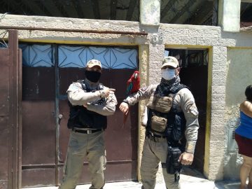 Animal ameaçado de extinção foi resgatado em Realengo e entregue ao Ibama