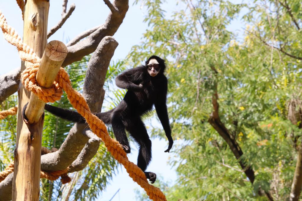 Fotogaleria: conheça os animais que estão entre as atrações do ...