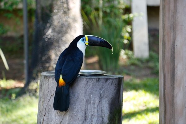 Conheça o circuito de visitação do BioParque Rio - Prefeitura da Cidade ...