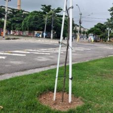 Brás de Pina vai receber novas árvores em ação coletiva de plantio -  Prefeitura da Cidade do Rio de Janeiro 