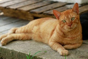 animal cachorro gato cão fazenda modelo - Marcelo Piu / Prefeitura do Rio