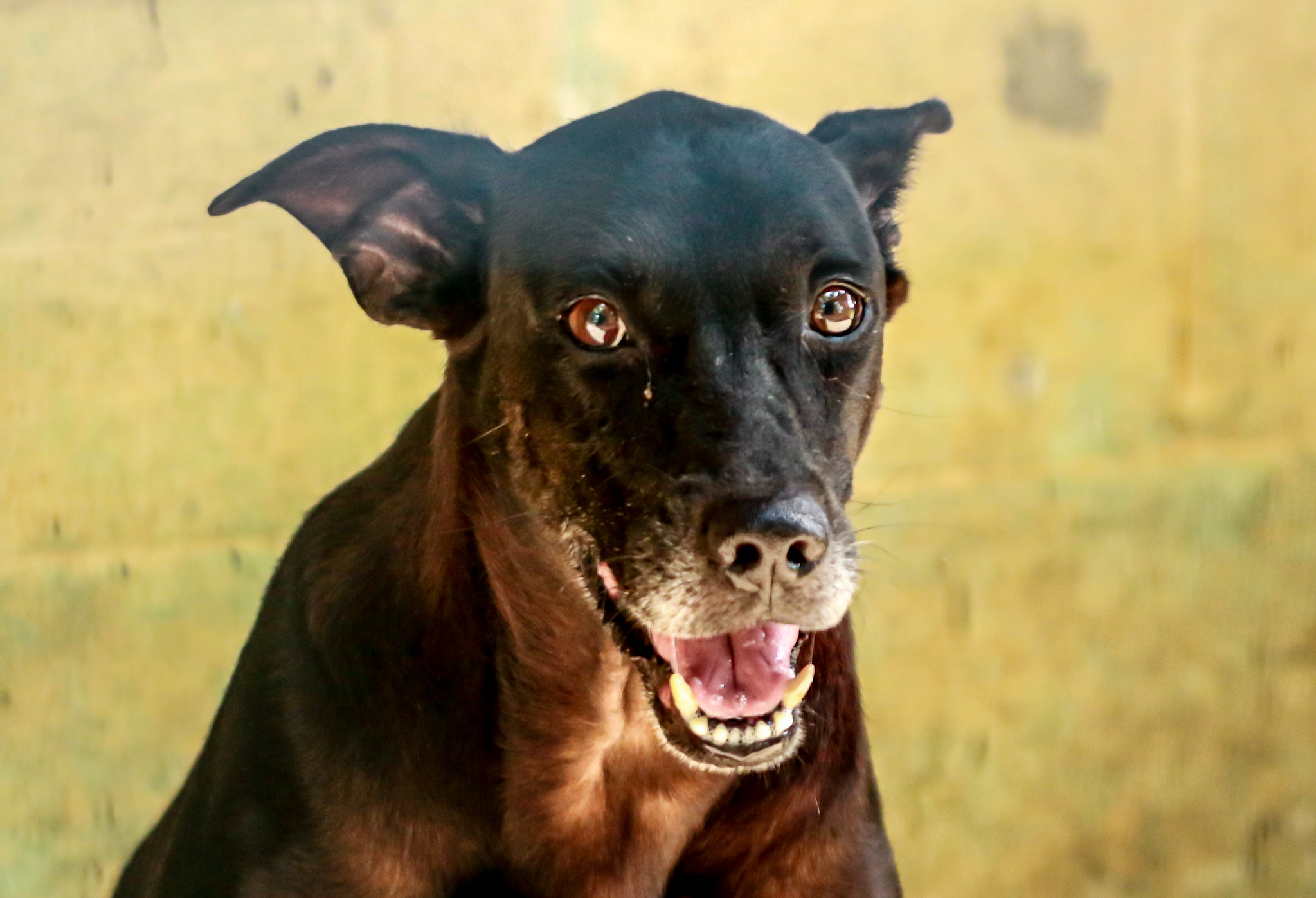 animal cachorro gato cão fazenda modelo - Marcelo Piu / Prefeitura do Rio
