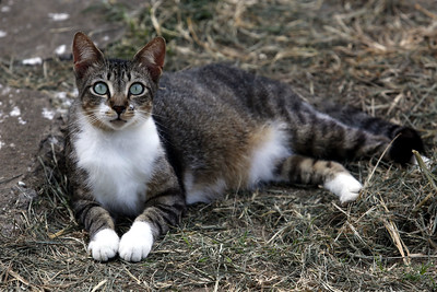 cães e gatos animais da Fazenda Modelo