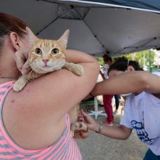 Vacinação antirrábica de cães e gatos